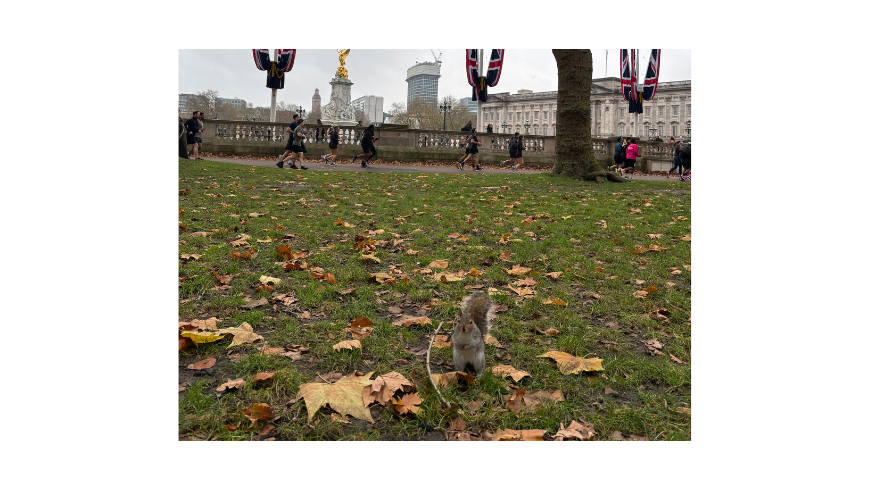 A squirrel at St. James Park