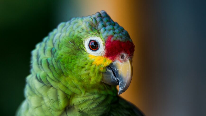 biodiversity in costa rica