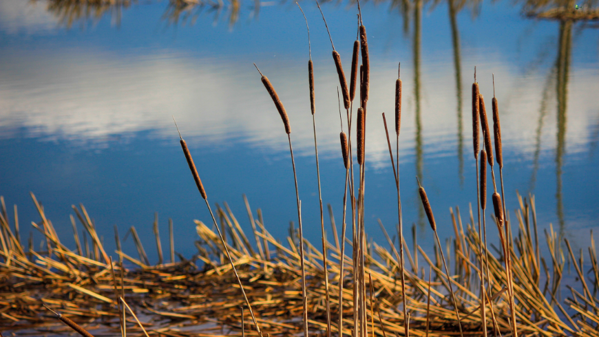 Must-Do Experiences in Ljubljansko Barje Nature Park