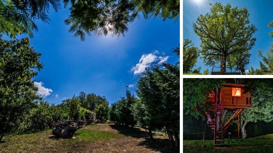 The nature and the tree house 