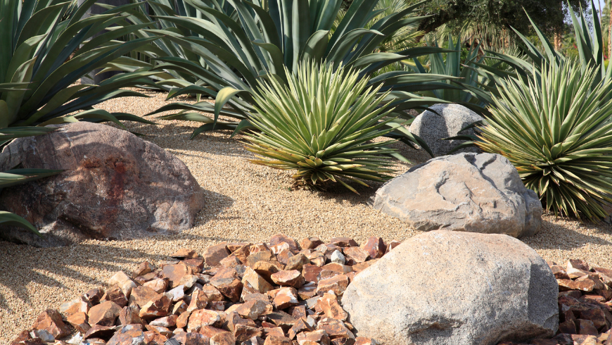 Xeriscaping