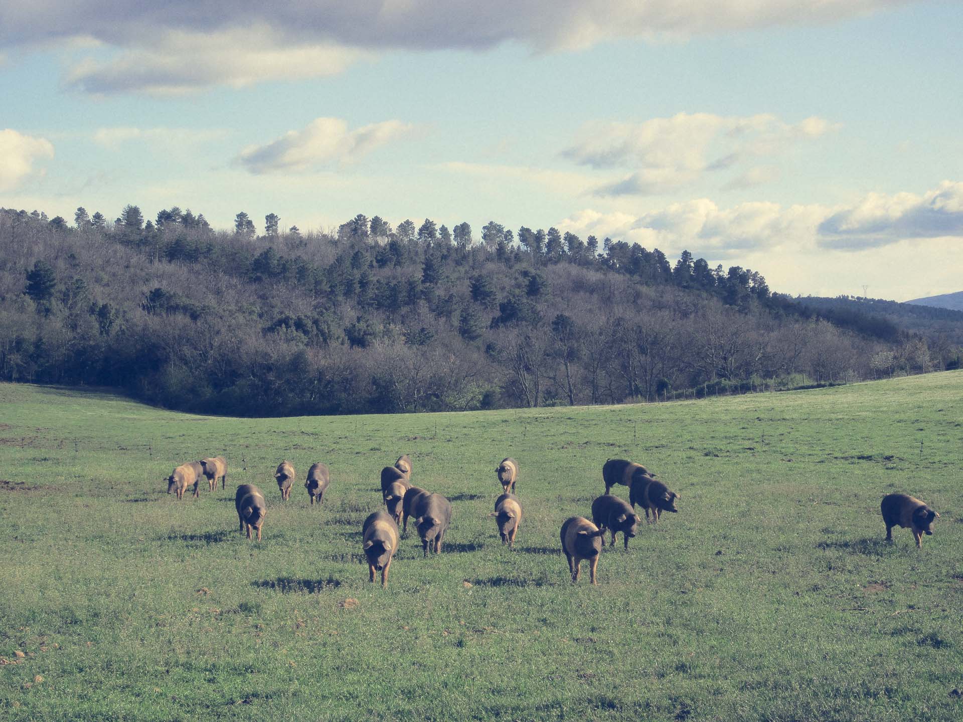 Organic Farm Stay in Tuscany