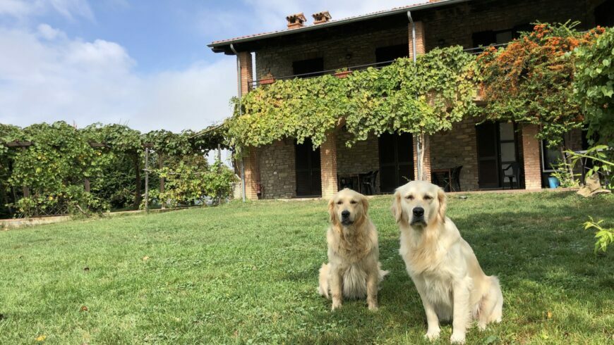 Two dogs at  Valtidone Verde, Oltrepò Pavese, Italy