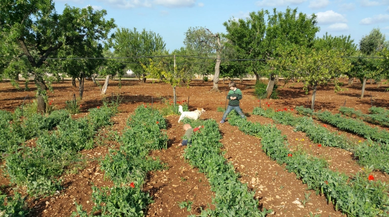 Organic vegetables garden