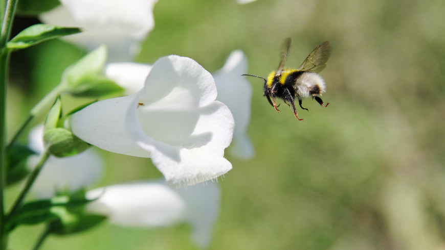 Bee flying towards a flower