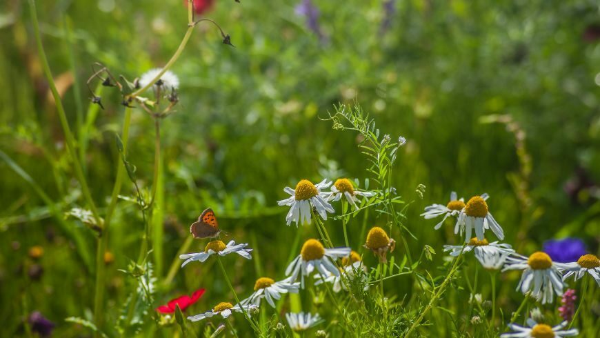 Flowering meadow rich in biodiversity.