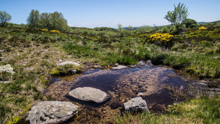 Nature along the Livradois-Forez Park