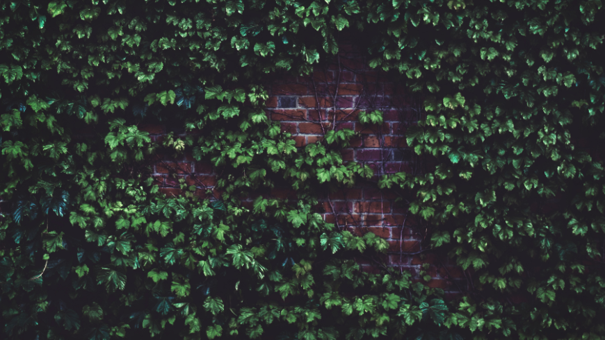Living Wall