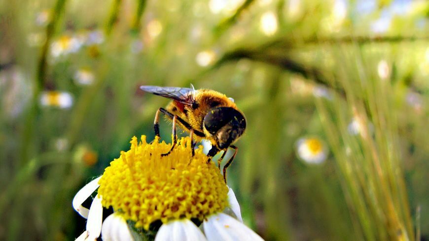 bee on a flower