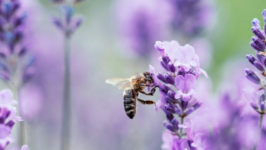 native plants in garden, lavender