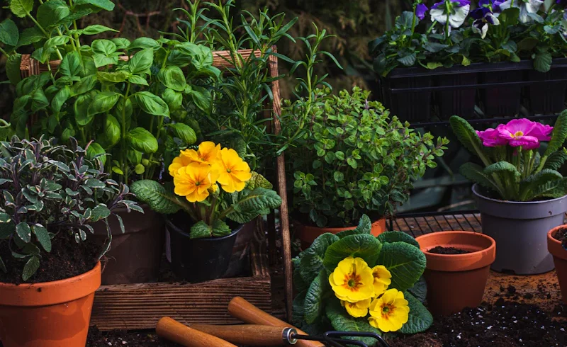 Vases of characteristic plants in the natural garden