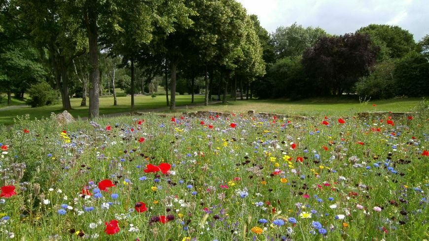 public garden with flowering lawn