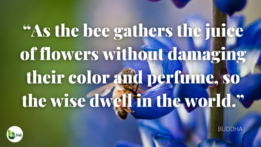 As the bee gathers the juice of the flowers without damaging their color and perfume, so the wise dwell in the world.