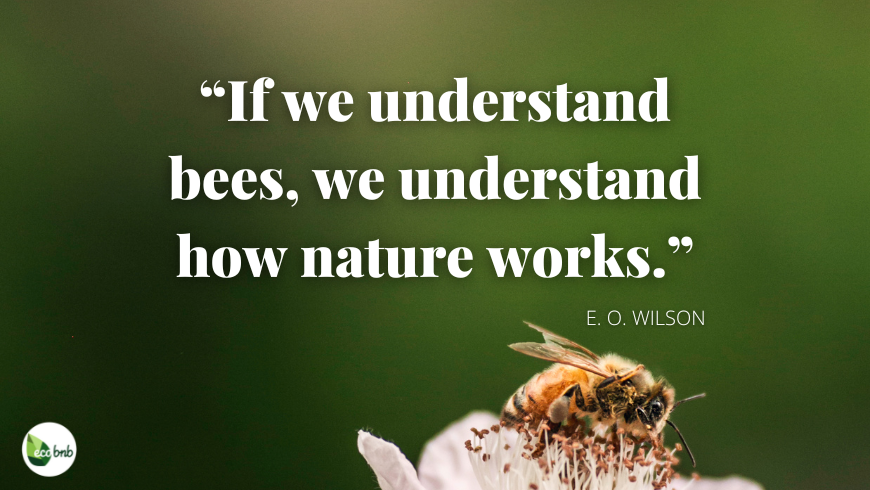 If we understand bees, we understand how nature works