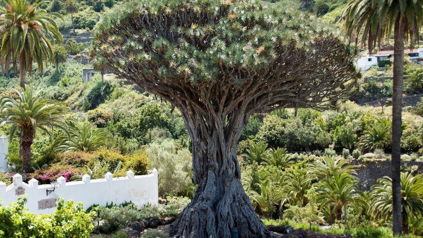 The flora of the Canaries: dragon tree