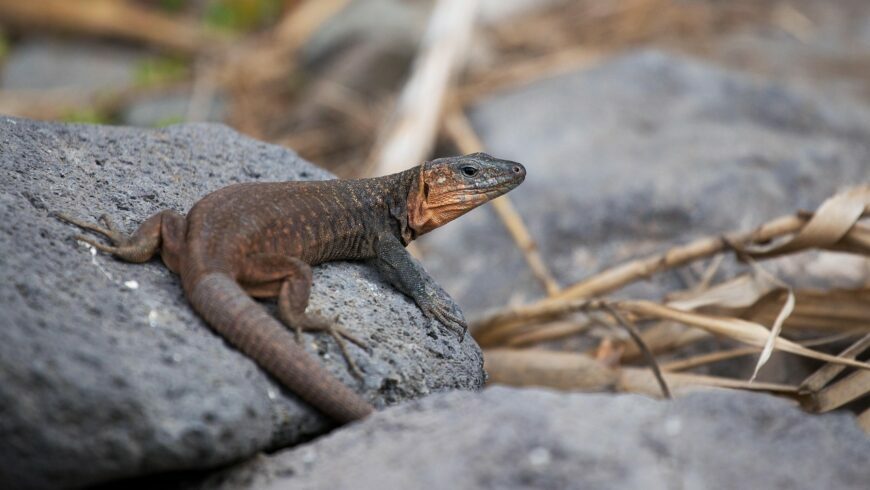 giant lizard