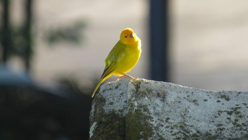 wild canary