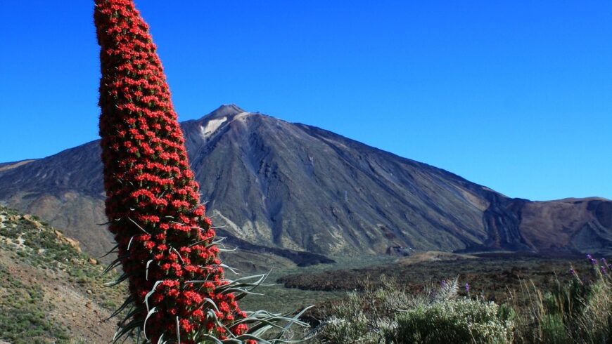 The flora of the Canaries: Tower of jewels
