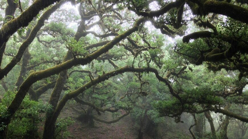 Laurisilva: the forest from the past