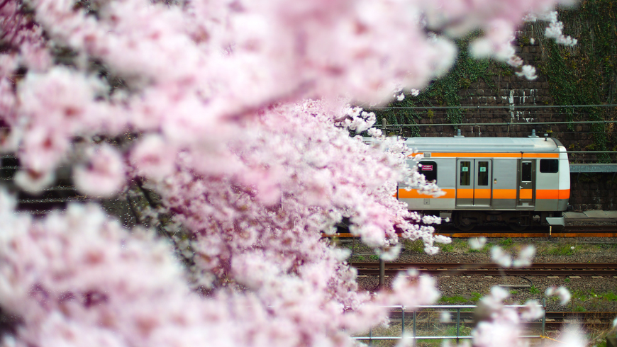 Japanese train metro through sakura