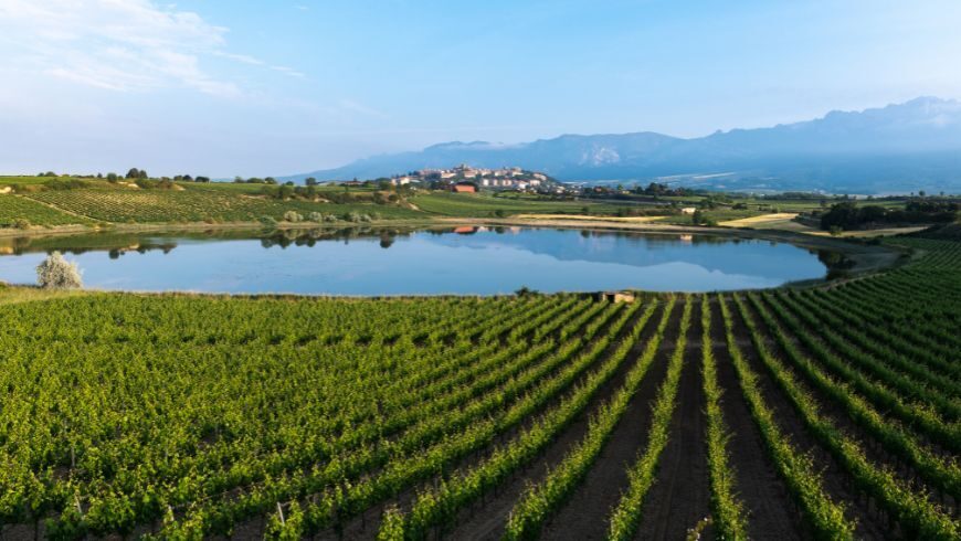 Vineyard with the medieval village of Laguardia in the background
