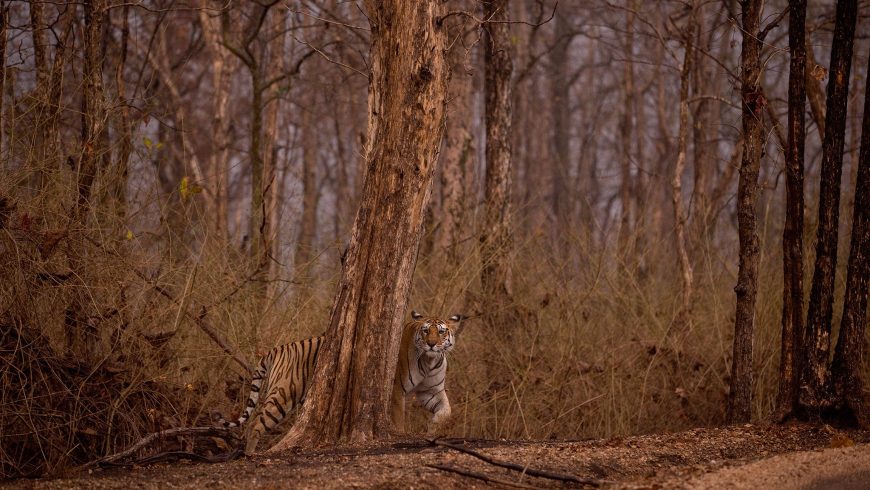 tiger and its habitat