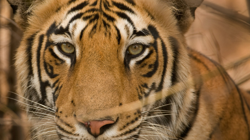 Tiger and Ecotourism
