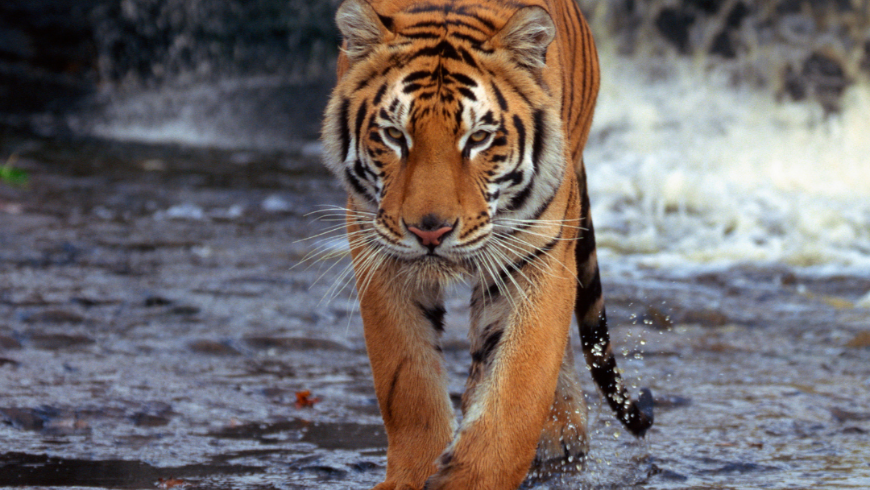 tiger in India