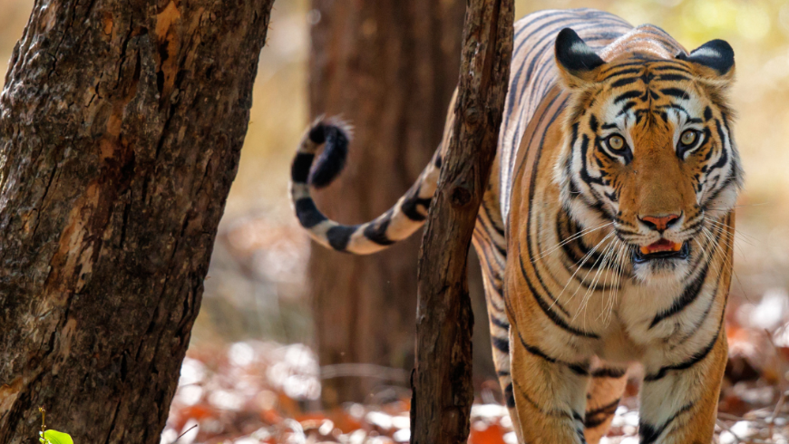 tiger habitat
