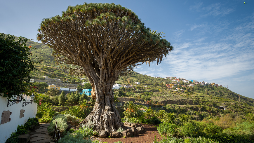 Views of Tenerife