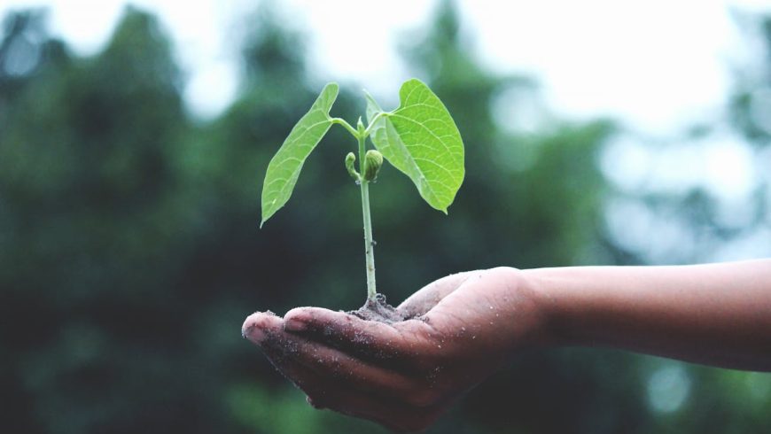 Photo by Akil Mazumder: https://www.pexels.com/photo/person-holding-a-green-plant-1072824/