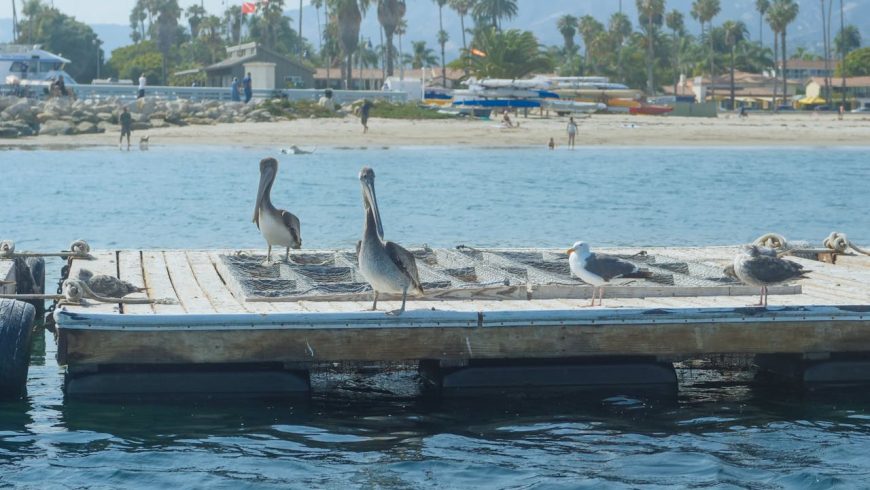 birds on a wooden boat