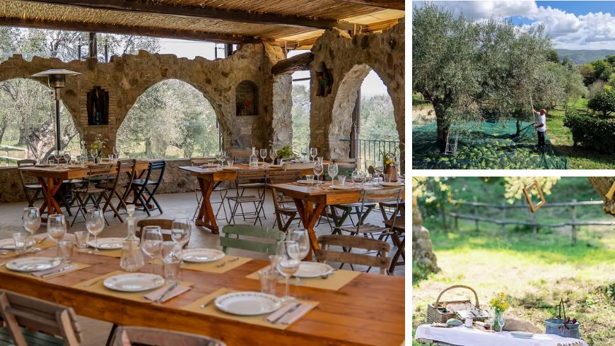 Restaurant, olive picking, and picnics in nature