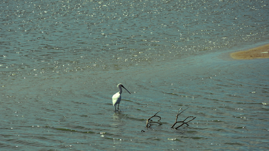 eurasian spoonbill