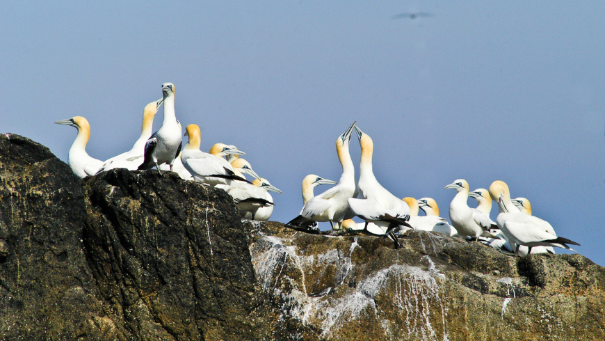 gannets brittany Sept-Îles