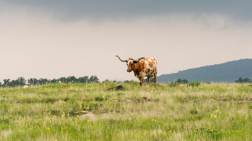 Texas Longhorn at Wichita National Park