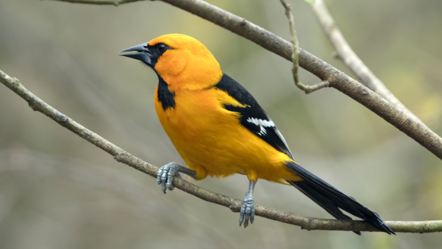 Wild Altamira Oriole Laguna Atascosa National Wildlife Refuge