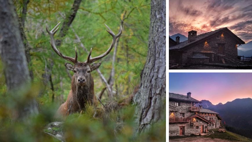 The biggest photo shows a deer in the middle of the wood, the other two pictures show the outside of Sagna Rotonda