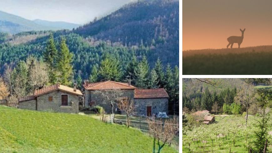 The biggest photo shows the outside of Casale Camalda Farmhouse, the other two show the silhouette of a deer and the garden of the farmhouse