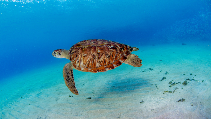 Big sea turtle in the ocean