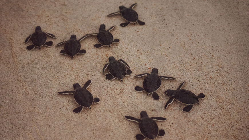 Green Sea Turtle Hatchlings