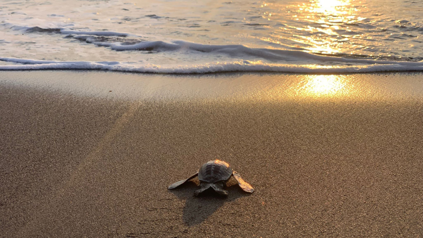 Sea turtle in the beach during sunset 