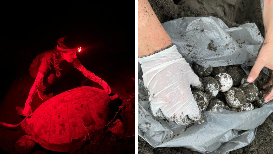 Night patrol with the Turtle Love Project Costa Rica protecting sea turtle nests