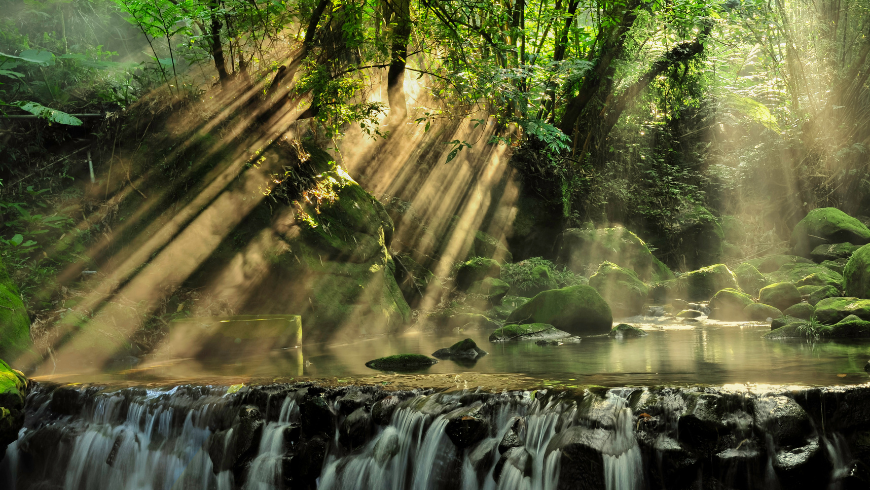 Amazon rainforest, green and sunlight rays