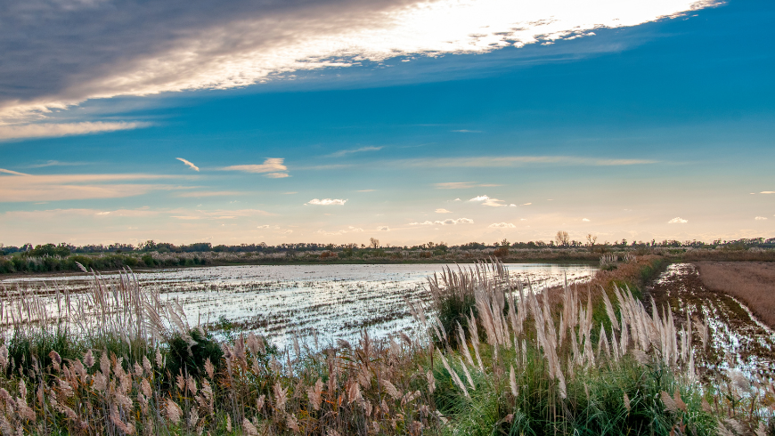 camargue paysage rose