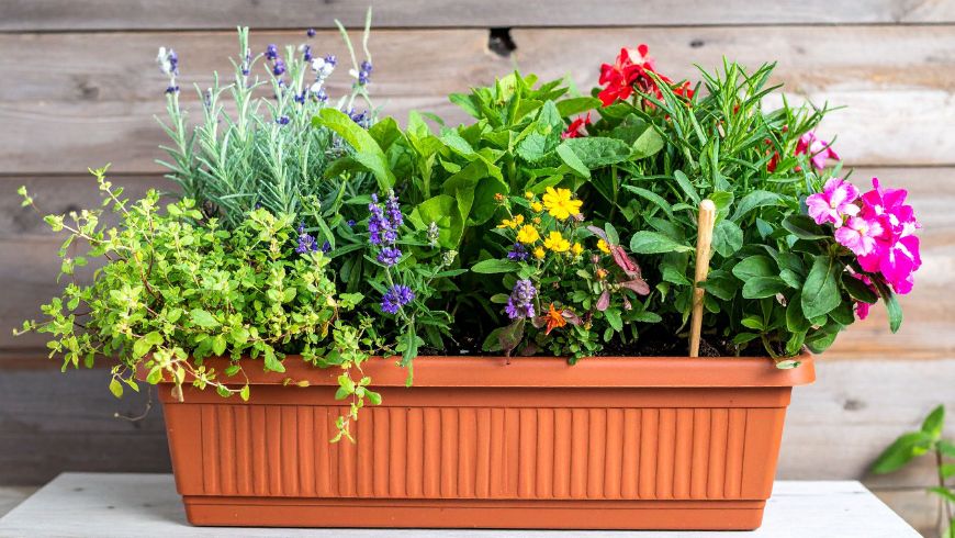 Native Pollinator Corners and Edible Window Boxes