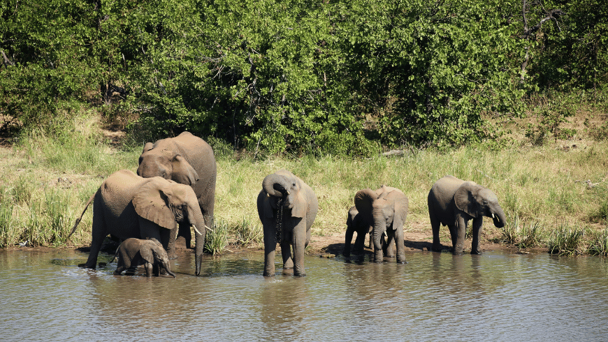Elevants in the river with green nature in the back