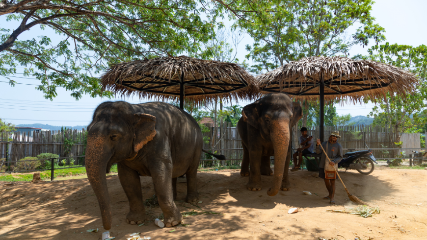 Elephant Jungle Sanctuary Phuket