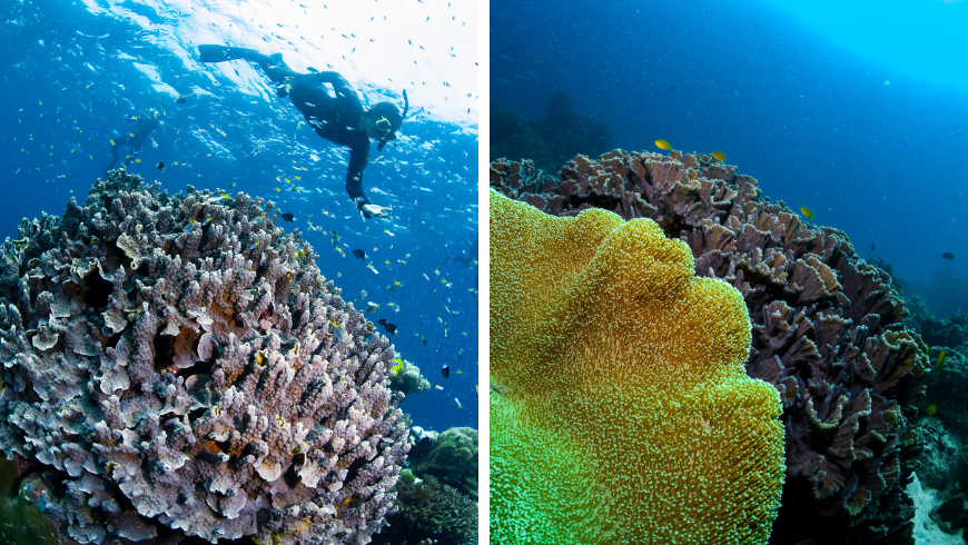 Scuba diving at the Great Barrier Reef, showcasing vibrant coral formations and diverse marine life within the world’s largest coral reef system.