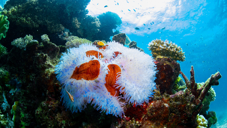 Underwater view during a scuba dive at the Great Barrier Reef, highlighting healthy coral structures and the rich biodiversity of this unique marine ecosystem.